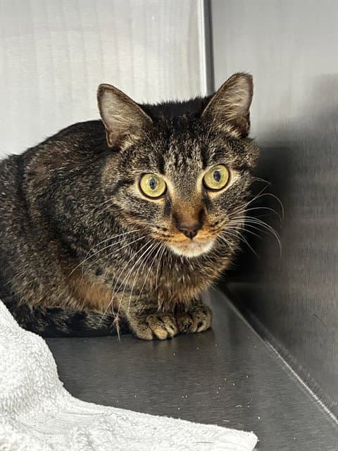 Stevie - Domestic Short Hair