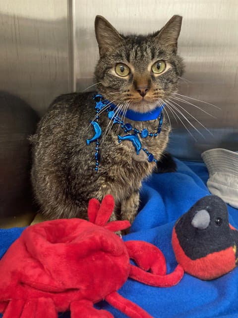 Stevie - Domestic Short Hair
