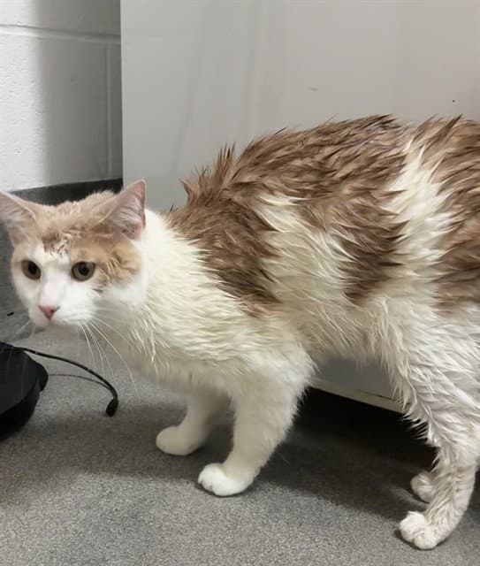 Stanley - Domestic Short Hair