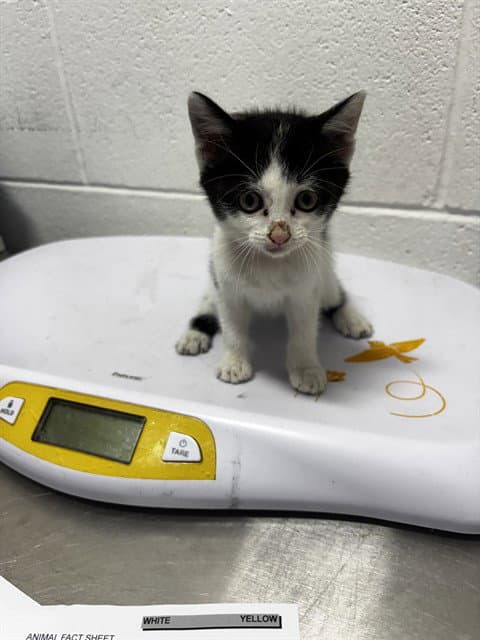 Ebony - Domestic Short Hair
