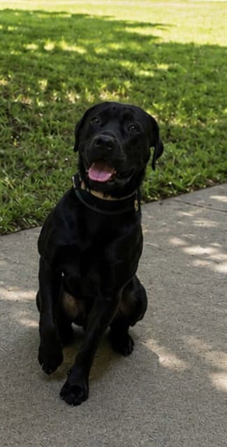 Dexter - Labrador Retriever