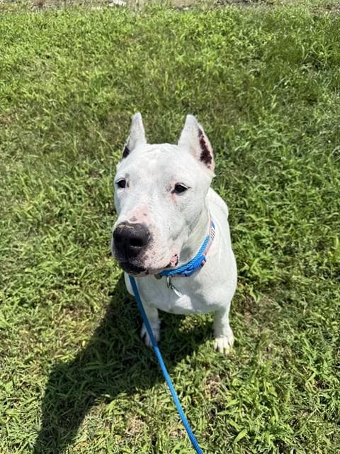 Blanca - Dogo Argentino