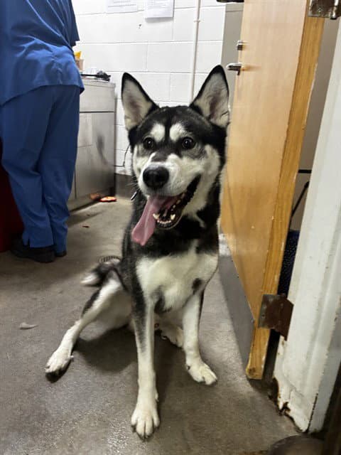Oreo - Siberian Husky