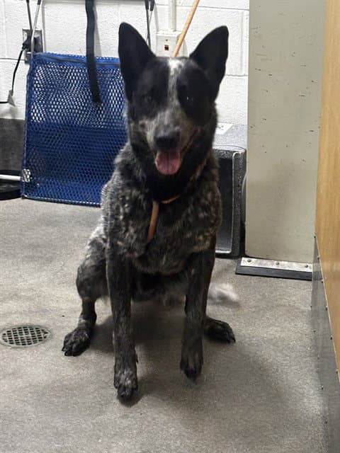 Emmanuel - Australian Cattle Dog/Blue Heeler