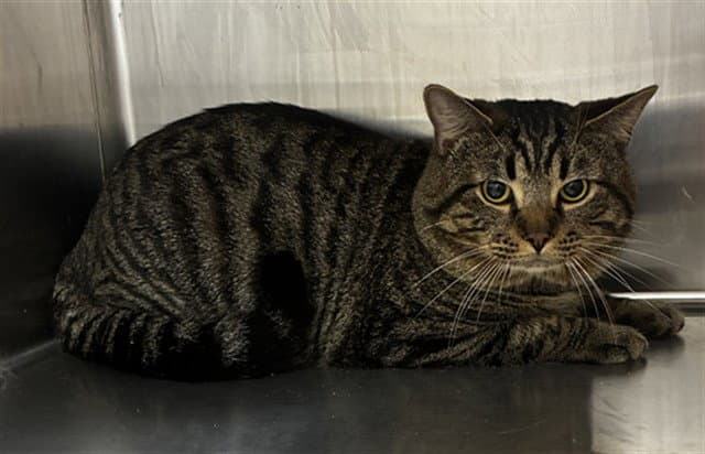 Zurg - Domestic Short Hair