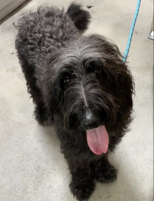 Blanca - Poodle (Standard)
