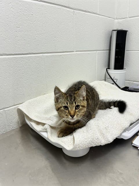 Breeze - Domestic Short Hair