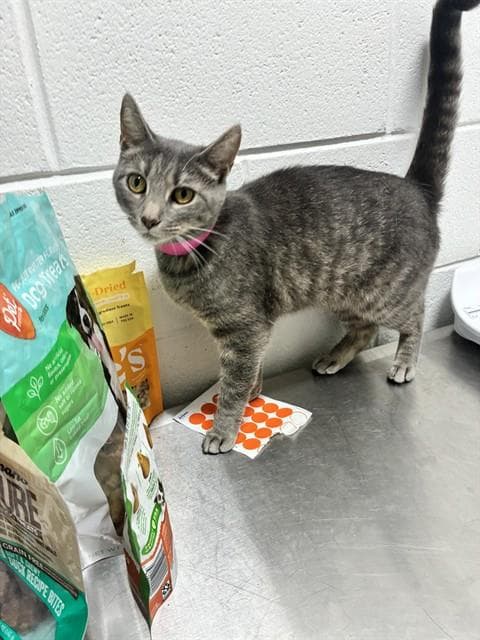 Eliana - Domestic Short Hair