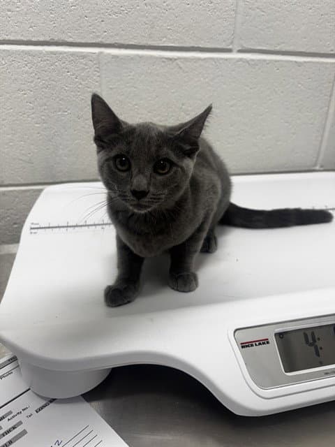 Milan - Domestic Short Hair