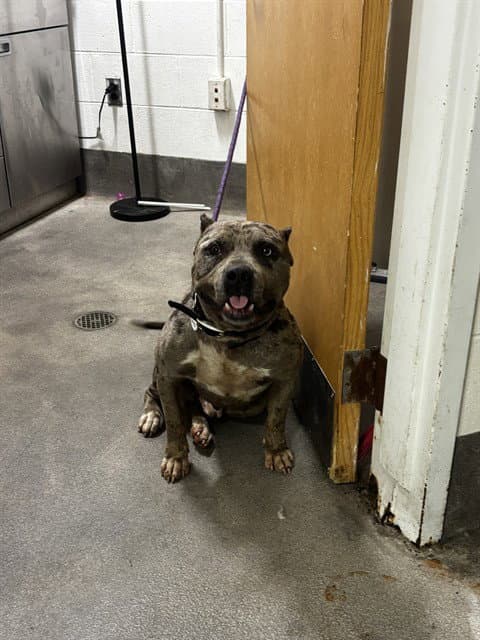 Rowan - Pit Bull Terrier