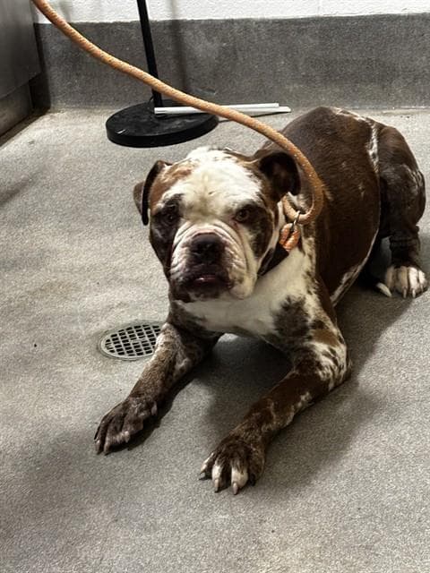 Zeus - American Bulldog