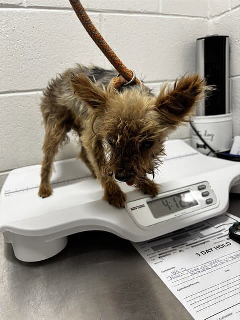 Oliver - Yorkshire Terrier Yorkie
