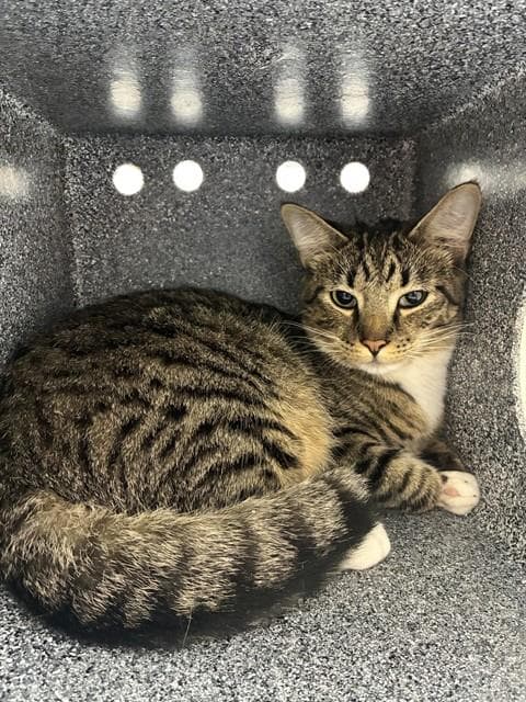 Lynx - Domestic Short Hair