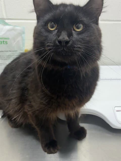 Tommy - Domestic Medium Hair