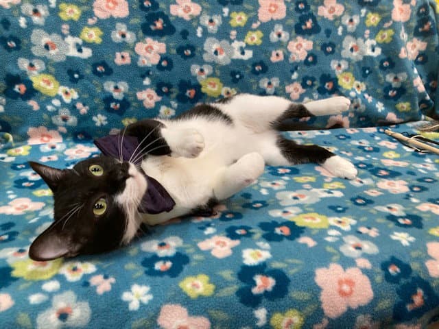 Faber - Domestic Short Hair