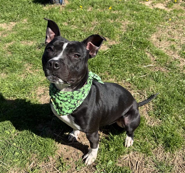 Penny - Patterdale Terrier (Fell Terrier)