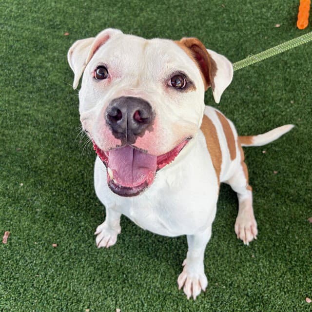 Haaland - Pit Bull Terrier
