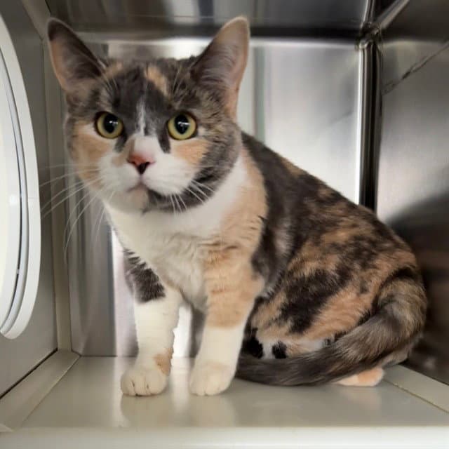 Elvira - Domestic Short Hair