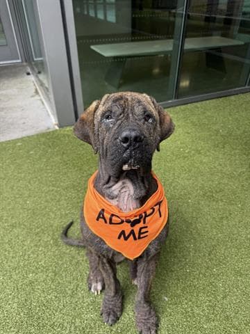 Fernando - Neapolitan Mastiff
