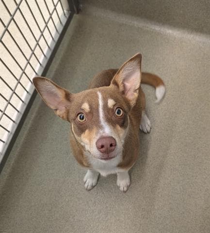Zander - Terrier