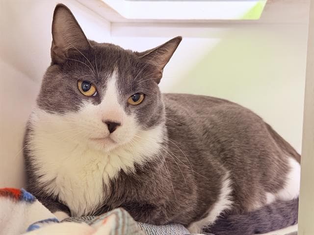 Jr - Domestic Short Hair