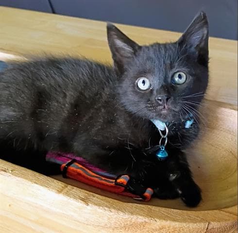 Tristin - Domestic Short Hair
