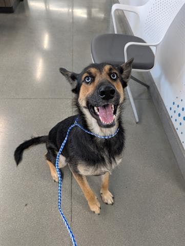 Zoey - German Shepherd Dog