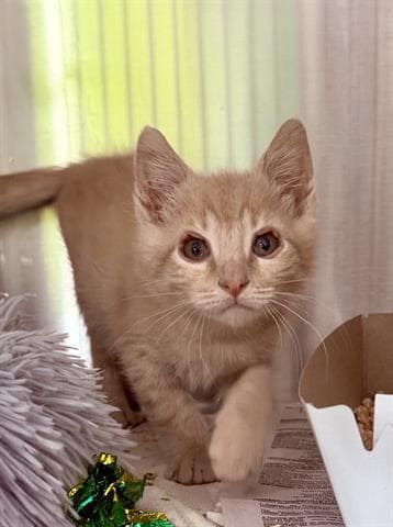 Chester - Domestic Short Hair