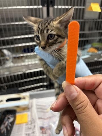 Rio - Domestic Short Hair