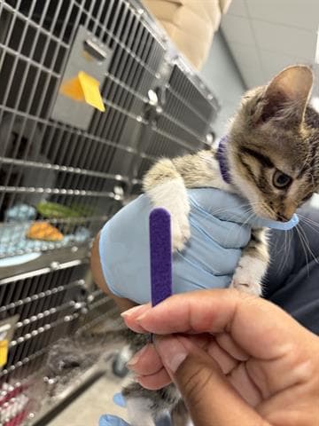 Paris - Domestic Short Hair