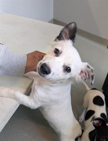 Kique - Chihuahua