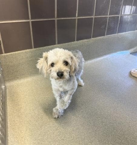 Rocket - Lhasa Apso