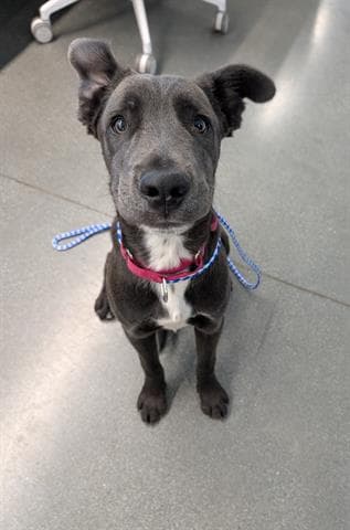 Daphne - Mastiff