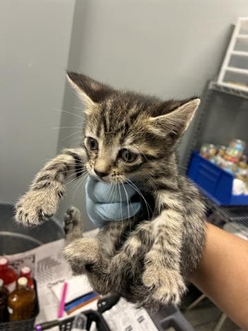 Saucy Sauce - Domestic Short Hair