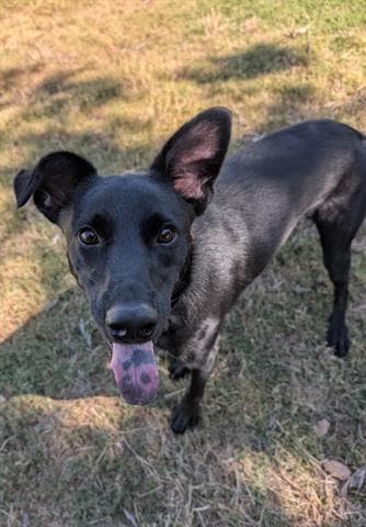 Papa Midnight - Labrador Retriever