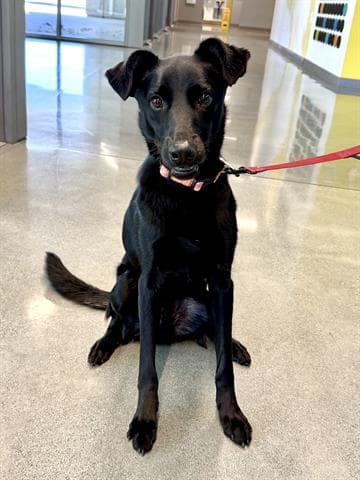 Papa Midnight - Labrador Retriever