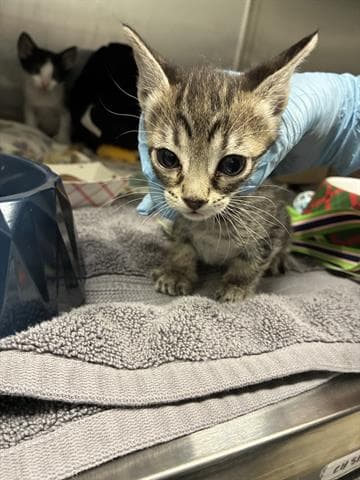 Pepperoni - Domestic Short Hair