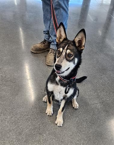 Michelle - Siberian Husky