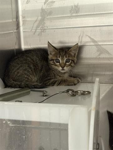 Unknown - Domestic Short Hair