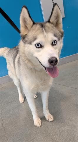Unknown - Siberian Husky