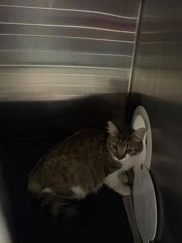 Barn Cat - Domestic Short Hair