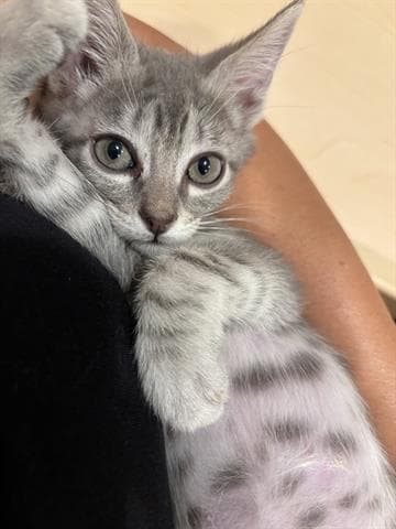 Mr Pink - Domestic Short Hair
