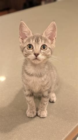 Dash - Domestic Short Hair