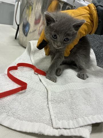 Ella - Domestic Short Hair