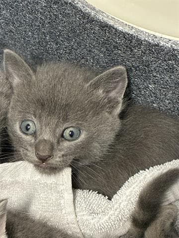 Louis - Domestic Short Hair