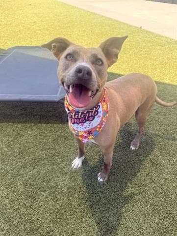 Sativa - Pit Bull Terrier