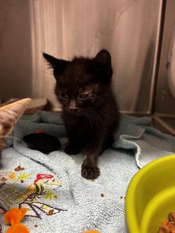 Tango - Domestic Short Hair