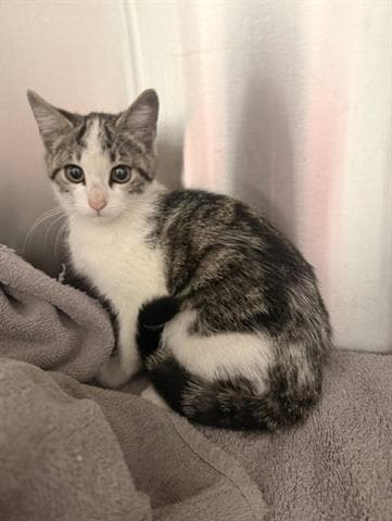 Barn Cat - Domestic Short Hair