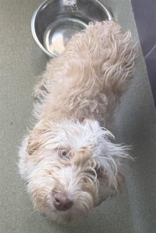 Bijou - Poodle (Miniature)