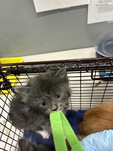 Bandit - Domestic Long Hair